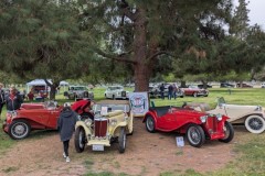 car-show-tree