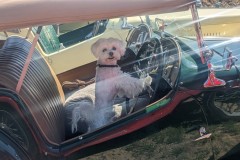 dogdriver