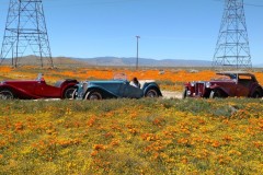 wildflower-dirtroad