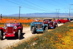 wildflower-dirtroad2