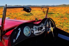 wildflower19-dash