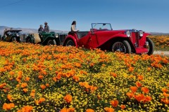 wildflower19-field