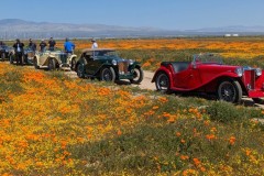 wildflower23
